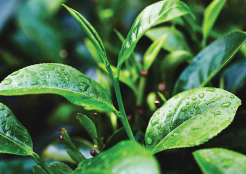 Green tea plant leaves with water on them