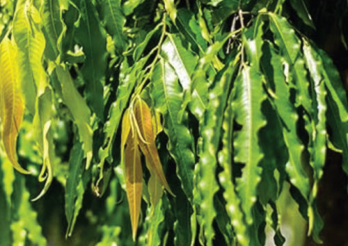 green Ashoka leaves hanging from stems