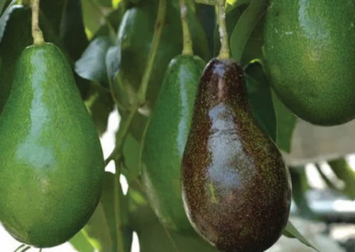 green and brown avocado fruit hanging from tree branch surrounded by green avocado leaves