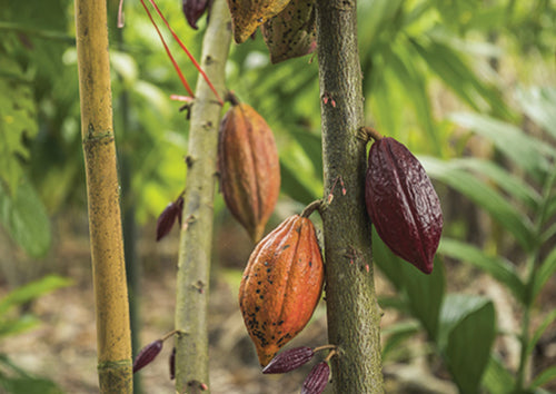 yellow and brown Cacao fruit hanging off of cacao branch with a background of green leaves