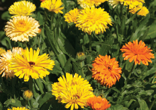 yellow and orange Calendula flowers coming from green stems in the ground