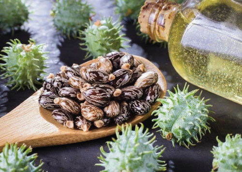 Dried Castor Oil Bean seeds on a wooden spoon with green spiky fruits and a bottle of oil on a dark surface.