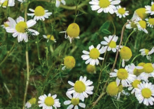 white and yellow Chamomile flowers on green stems with green grass background