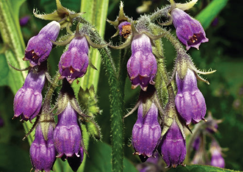 purple comfrey flowers hanging from fuzzy green stem with green stems in background