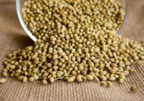 Green Coriander seeds spilling out of a glass container on a burlap surface