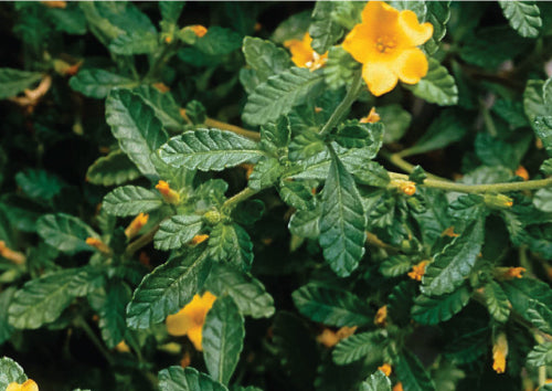 yellow damiana flower hanging from green leafy stem