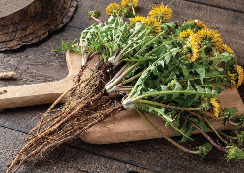 Bunch of dandelion greens with roots on a wooden cutting board surface on top of table.