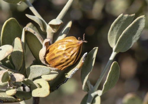 Jojoba seed hanging from stem surrounded by green leaves with blurry green background