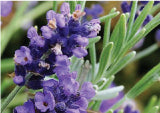 purple lavender flower hanging from green stem