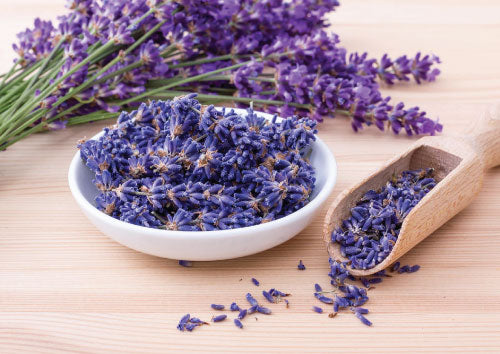 Dried lavender flowers in a white bowl and wooden scoop on a wooden surface with fresh lavender in the background.