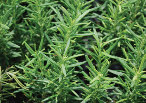 green Rosemary leaves coming from stems of a bush