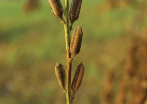 brown sesame seed hanging off of stem with brown blurry background
