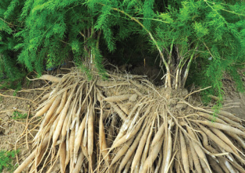brown Shatavari roots bundled with green leafy stems coming from them laying on dirt ground 