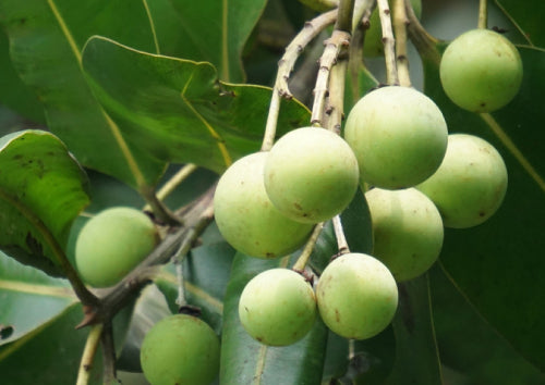 Green Tamanu-Butter fruits on a tree branch with leaves.