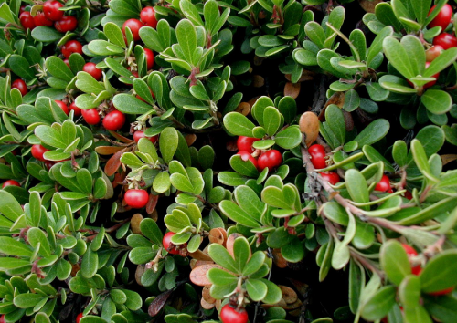 Close-up of a Uva Ursi bush with green leaves and red berries