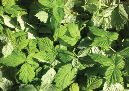 Close-up of dense green leaves with serrated, palmate leaflets filling the frame.